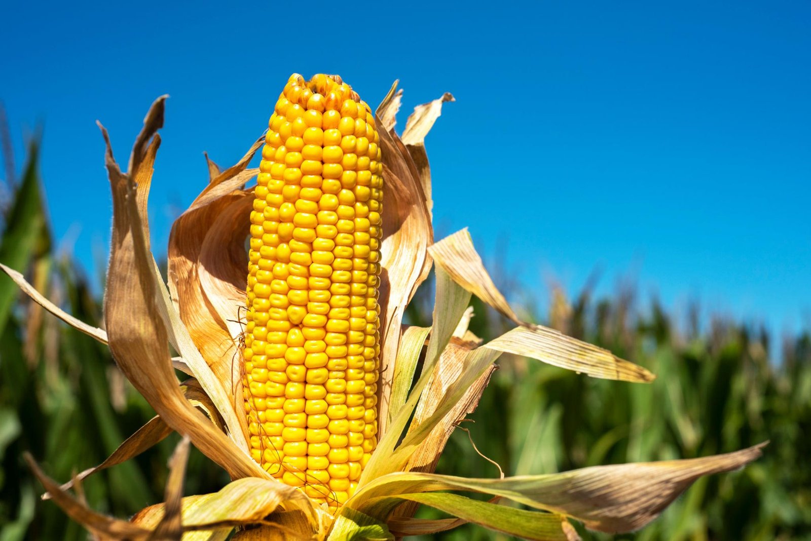 Bulk Agricultural Maize